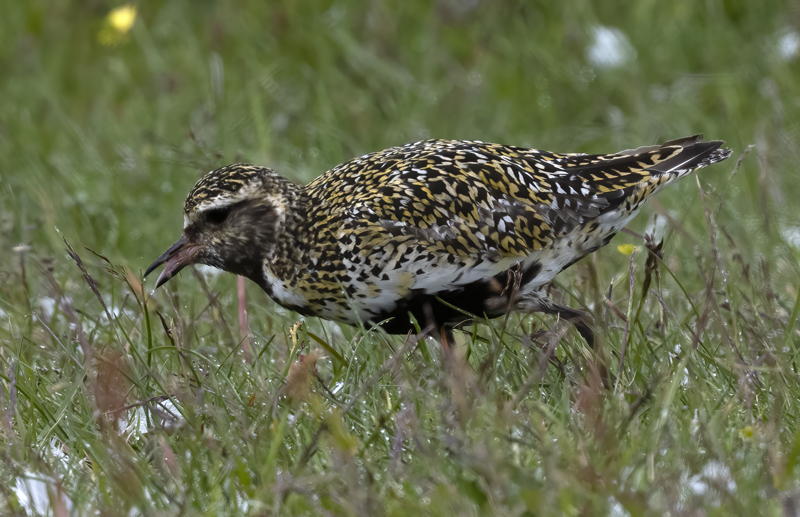 European_Golden-Plover_22_Iceland_051