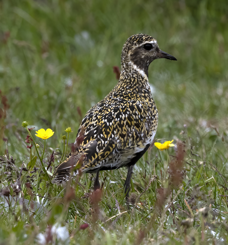European_Golden-Plover_22_Iceland_053