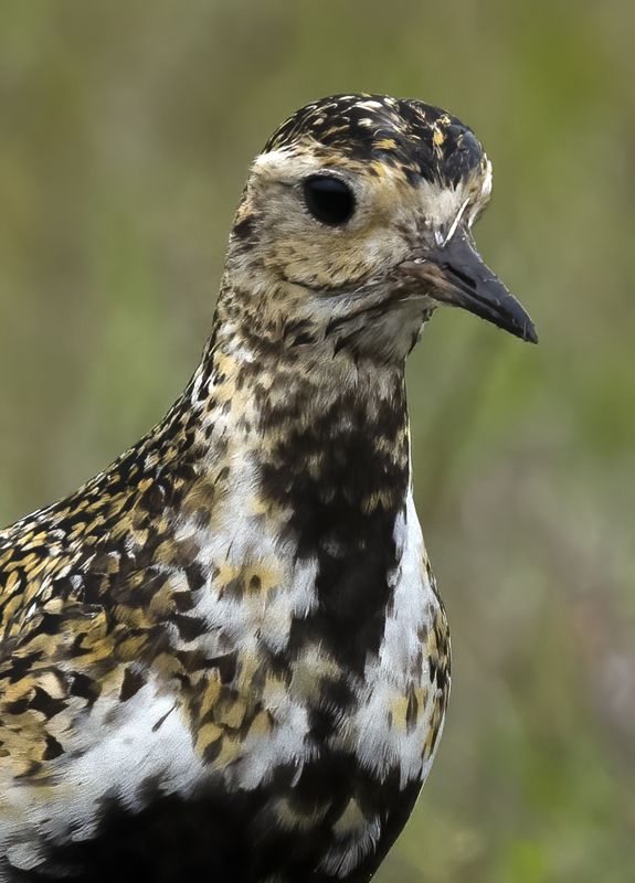 European_Golden-Plover_22_Iceland_071
