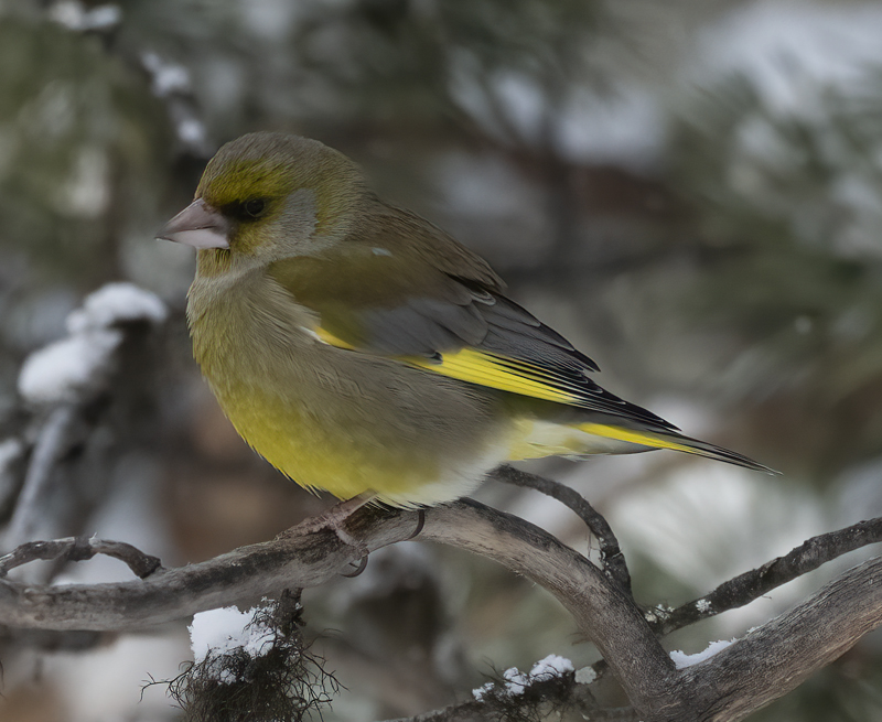 European_Greenfinch_23_Norway_005
