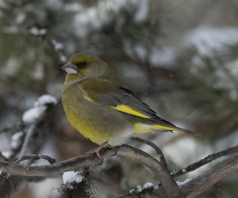 European_Greenfinch_23_Norway_006