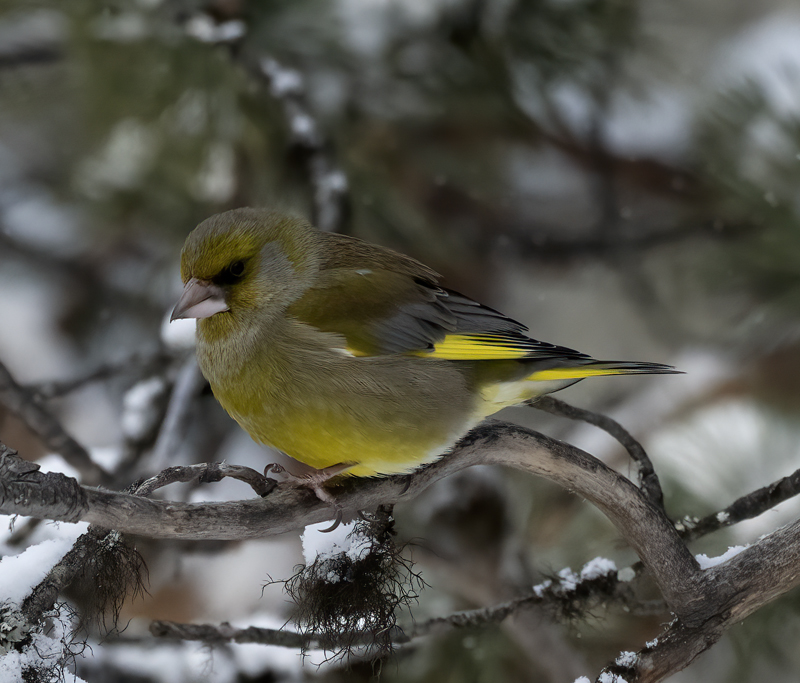 European_Greenfinch_23_Norway_009