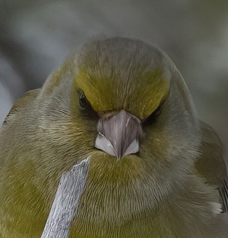 European_Greenfinch_23_Norway_011