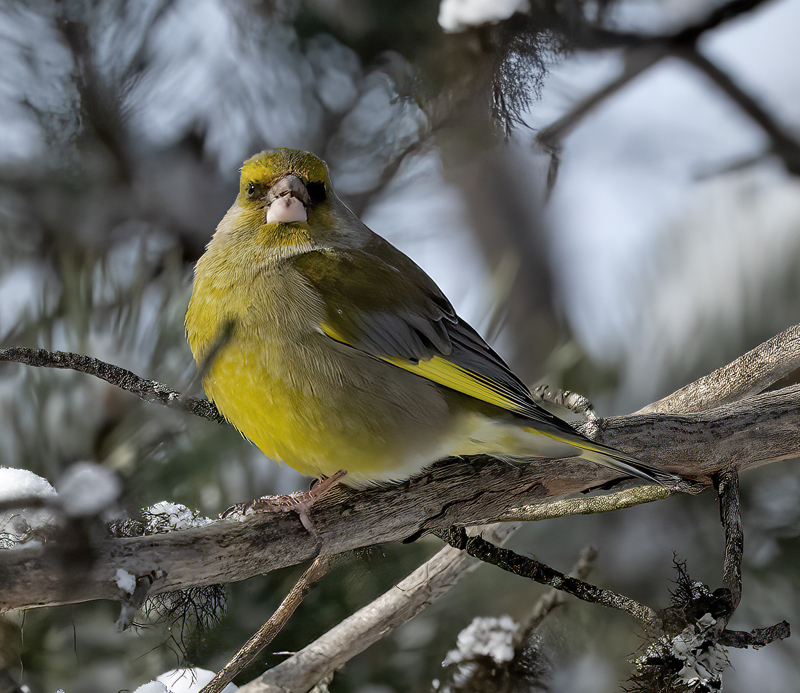 European_Greenfinch_23_Norway_017