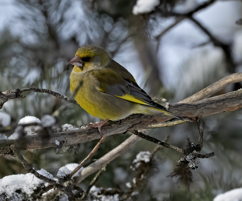 European_Greenfinch_23_Norway_025