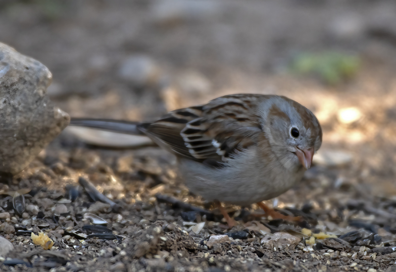 Field_Sparrow_19_TX_005