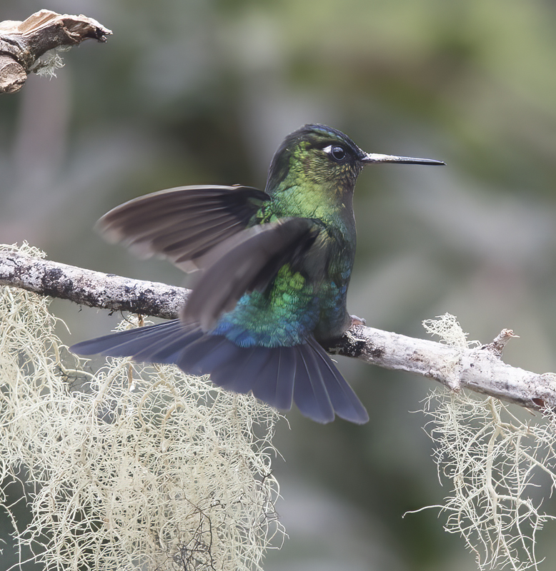 Fiery_throated_Hummingbird_17_Costa_Rica_012