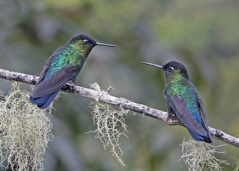 Fiery_throated_Hummingbird_17_Costa_Rica_020