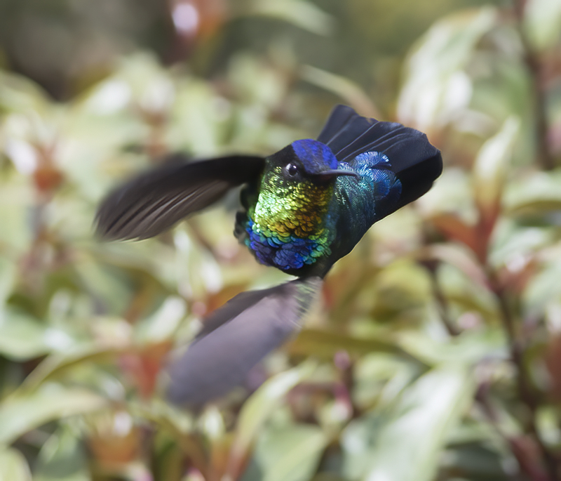 Fiery_throated_Hummingbird_17_Costa_Rica_040
