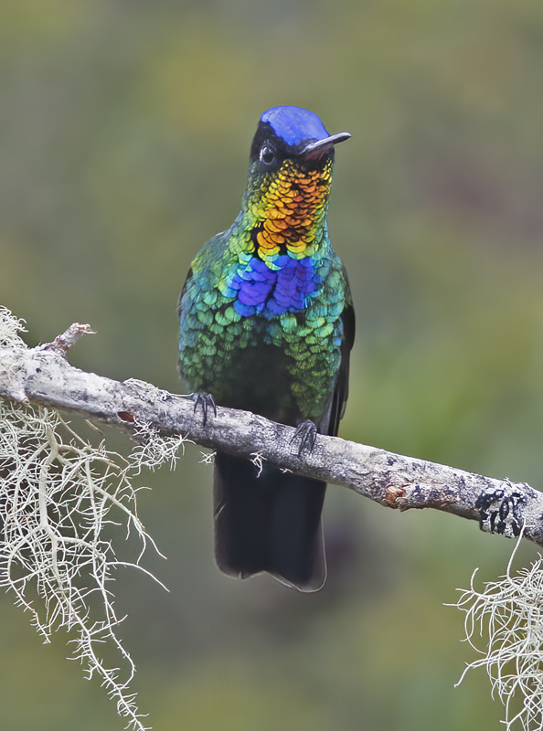 Fiery_throated_Hummingbird_17_Costa_Rica_043
