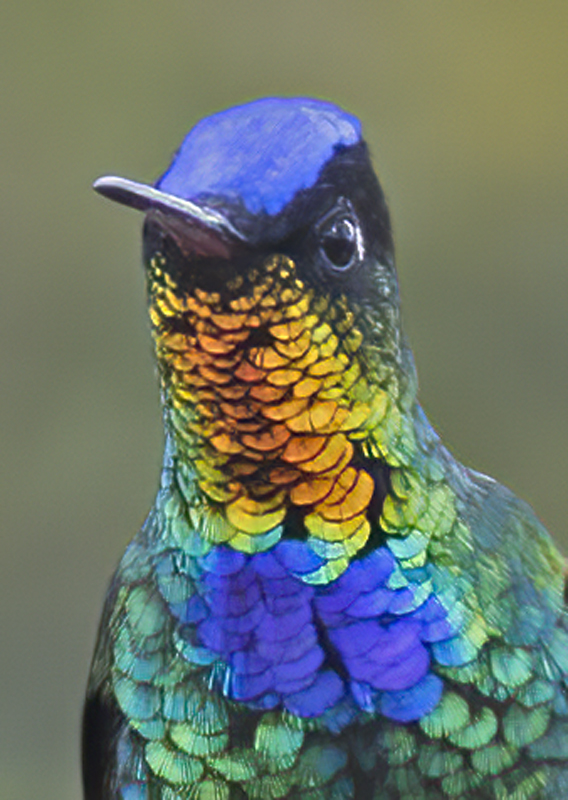 Fiery_throated_Hummingbird_17_Costa_Rica_043a
