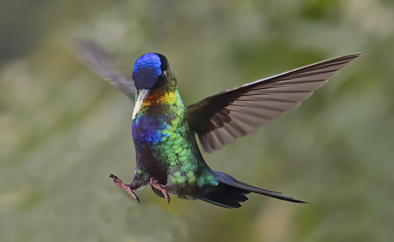 Fiery_throated_Hummingbird_17_Costa_Rica_064