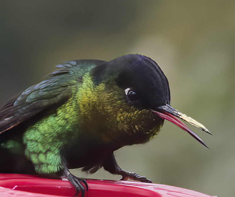 Fiery_throated_Hummingbird_17_Costa_Rica_067
