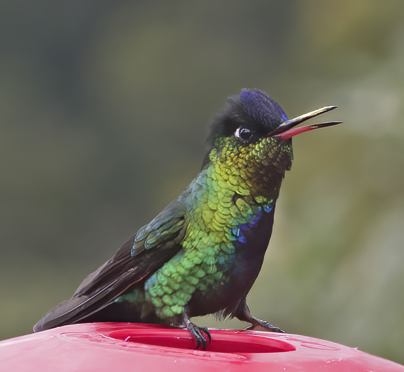 Fiery_throated_Hummingbird_17_Costa_Rica_069