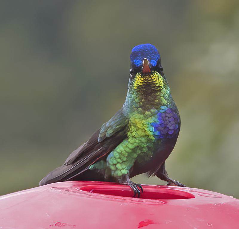 Fiery_throated_Hummingbird_17_Costa_Rica_071
