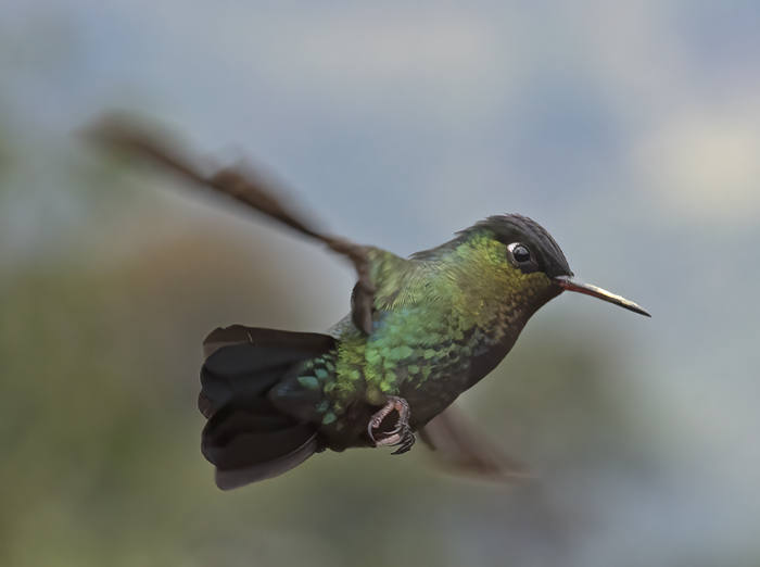 Fiery_throated_Hummingbird_17_Costa_Rica_083