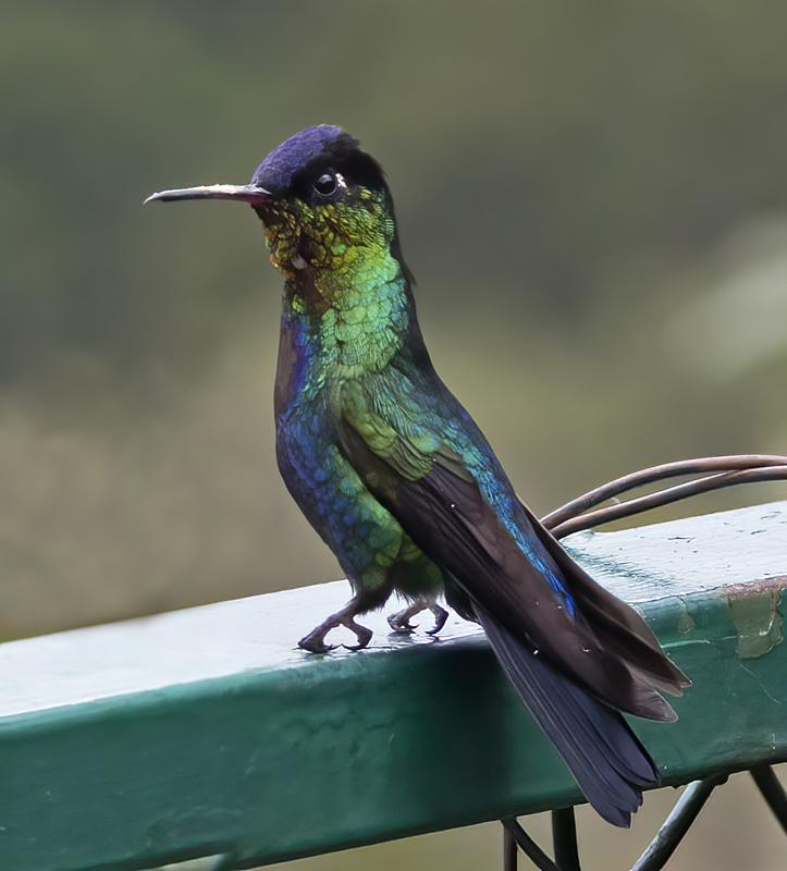 Fiery_throated_Hummingbird_17_Costa_Rica_085