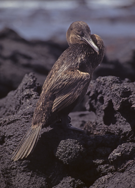 Flightless_Cormorant_97_Galapagos_003