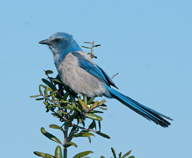 Florida_Scrub_Jay_11_FL_030