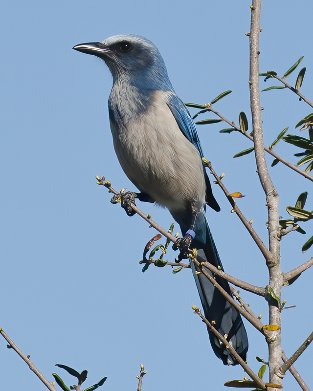 Florida_Scrub_Jay_11_FL_050