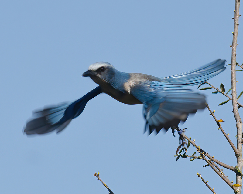 Florida_Scrub_Jay_11_FL_051
