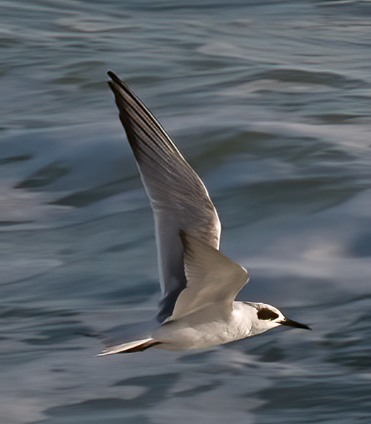 Forsters_Tern_09_FL_002