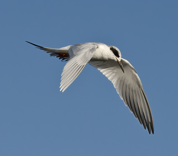 Forsters_Tern_10_FL_021