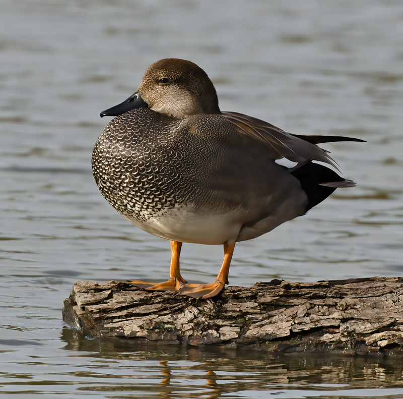 Gadwall_10_CA_004