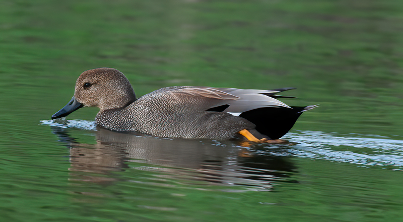 Gadwall_10_CA_013