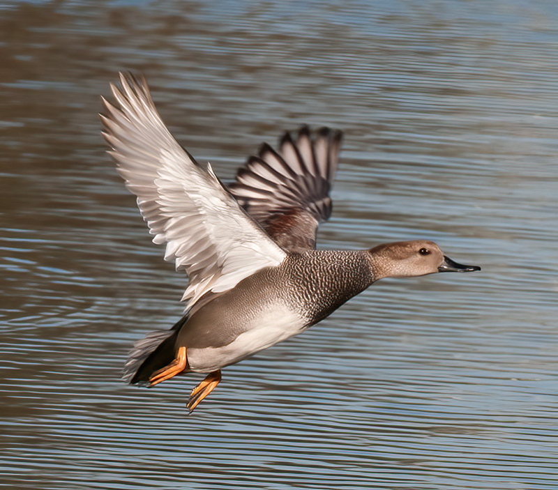 Gadwall_10_CA_018