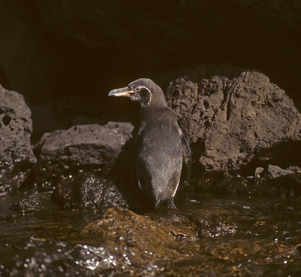 Galapagos_Penguin_97_Galapagos_026