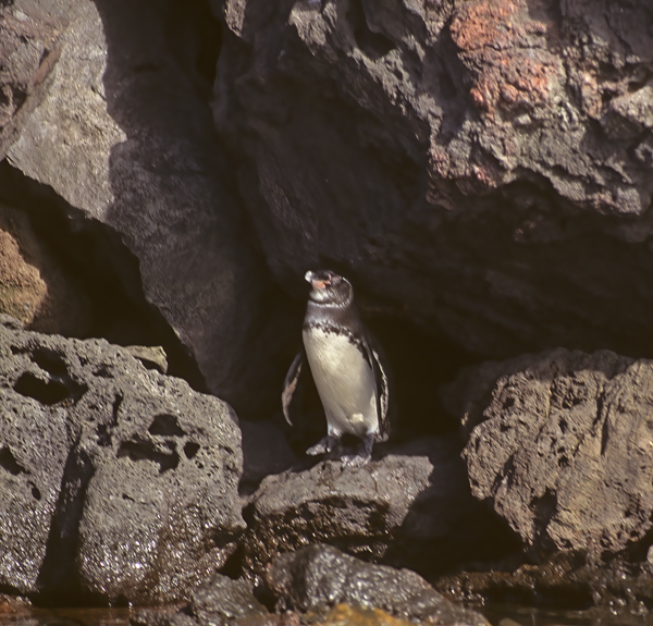 Galapagos_Penguin_97_Galapagos_027