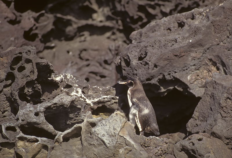 Galapagos_Penguin_97_Galapagos_028