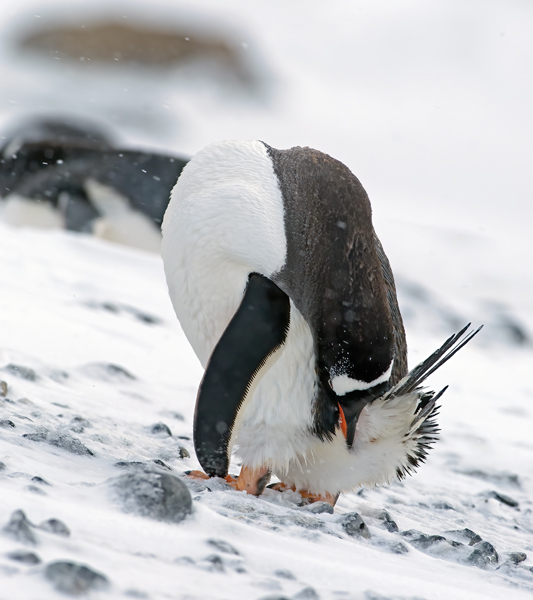 Gentoo_Penguin_07_Antarctica_006