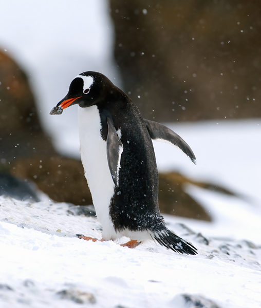 Gentoo_Penguin_07_Antarctica_029