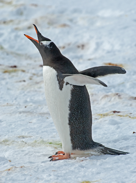Gentoo_Penguin_07_Antarctica_097