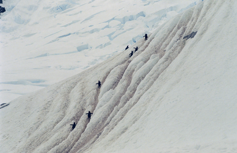 Gentoo_Penquin_98_Antarctica_007