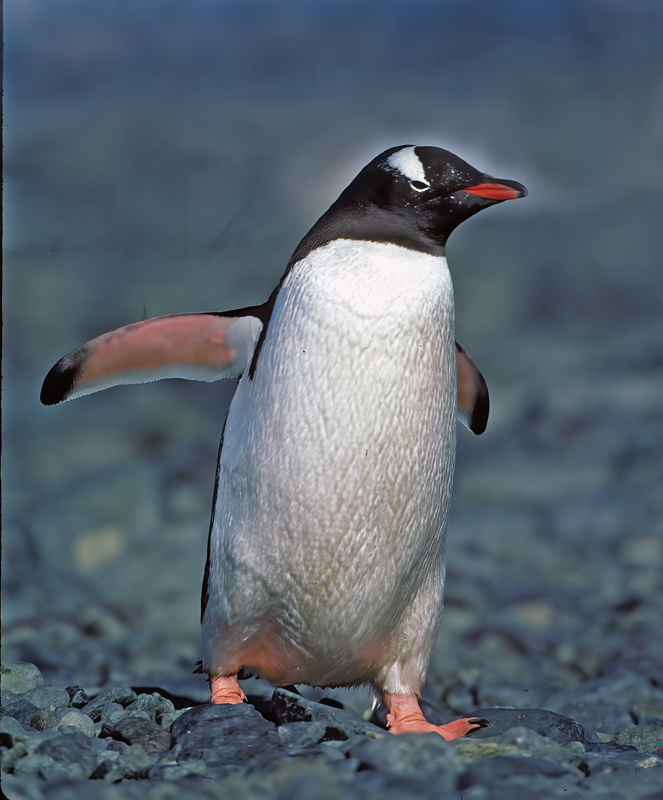 Gentoo_Penquin_98_Antarctica_024