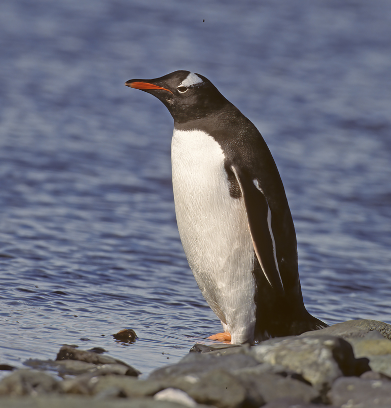 Gentoo_Penquin_98_Antarctica_029