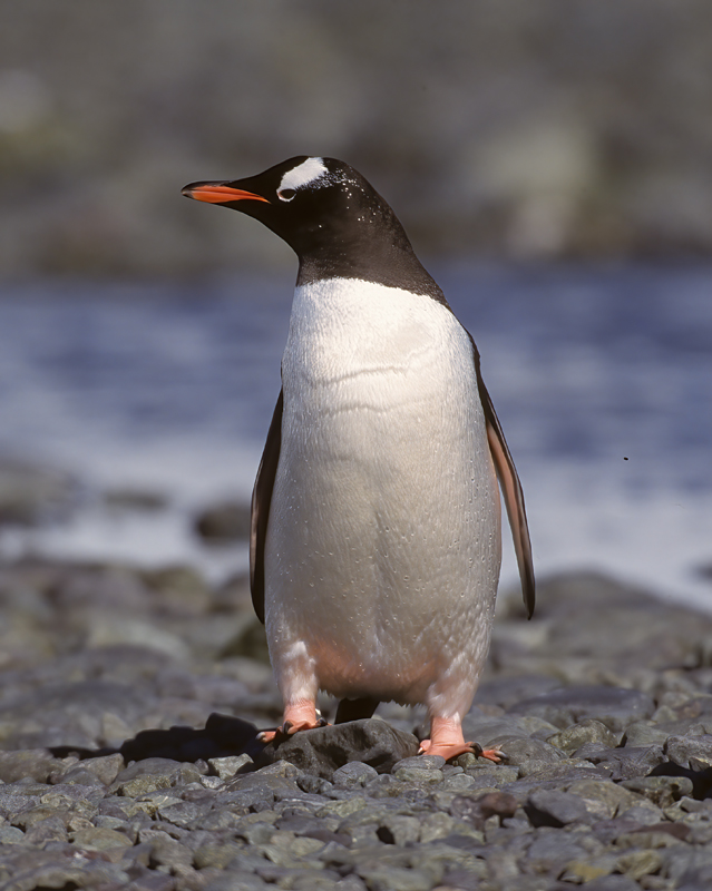 Gentoo_Penquin_98_Antarctica_033