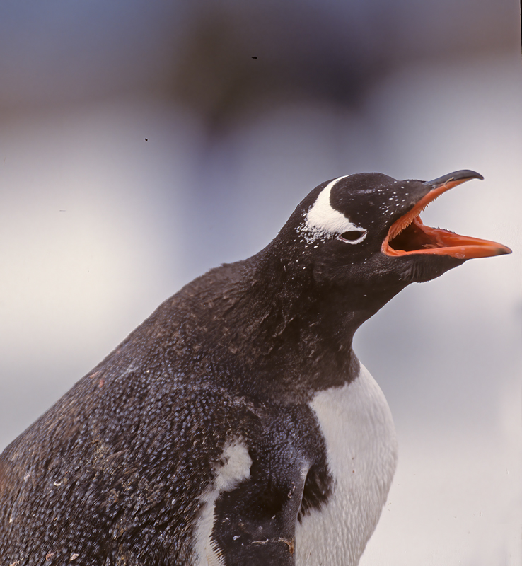Gentoo_Penquin_98_Antarctica_047