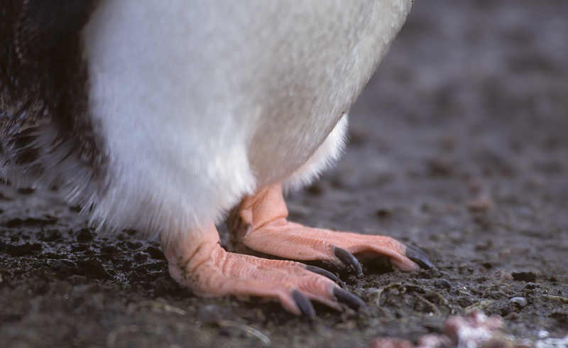 Gentoo_Penquin_98_Antarctica_048