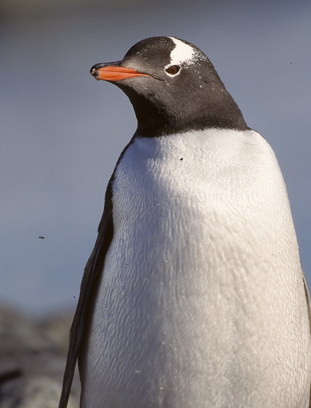 Gentoo_Penquin_98_Antarctica_049