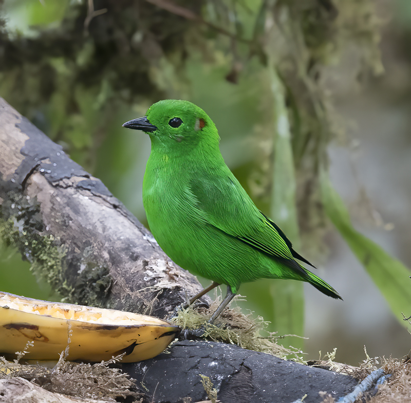 Glistening-green_Tanager_18_Ecuador_011