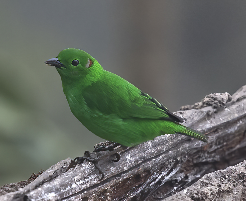 Glistening-green_Tanager_18_Ecuador_033