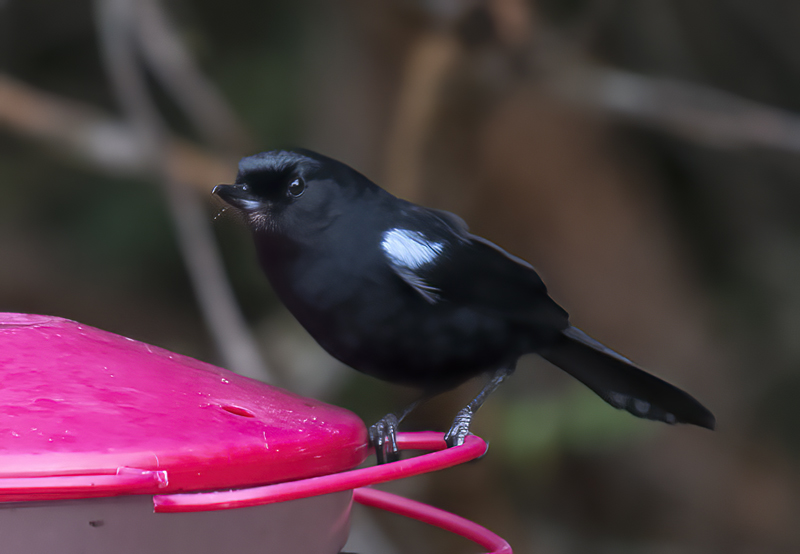 Glossy_Flowerpiercer_18_Ecuador_001