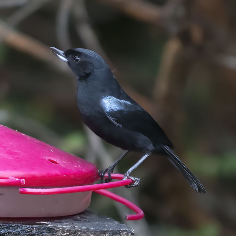 Glossy_Flowerpiercer_18_Ecuador_010