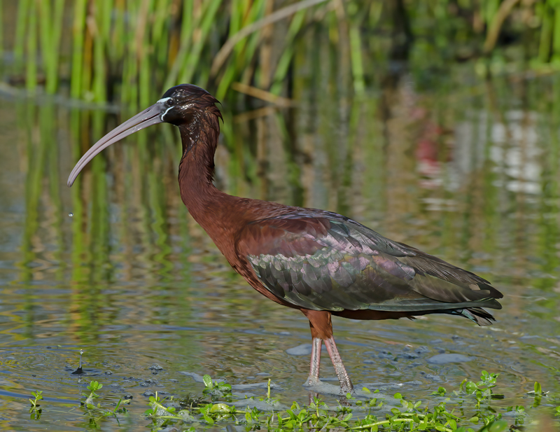 Glossy_Ibis_11_FL_021