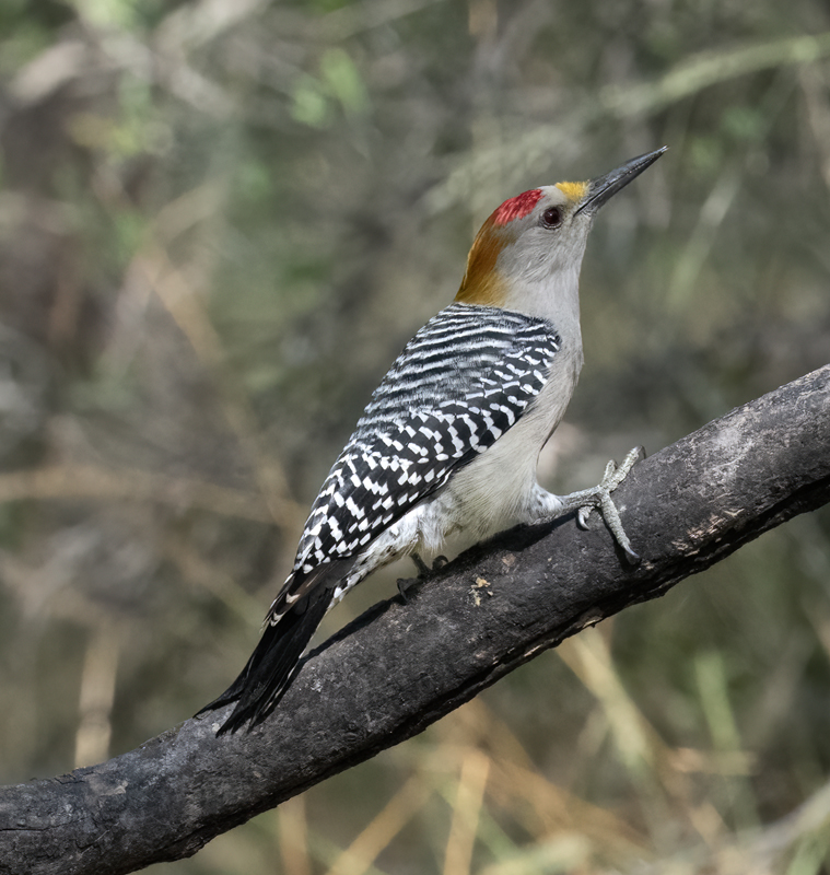 Golden-fronted_Woodpecker_24_TX_C_501