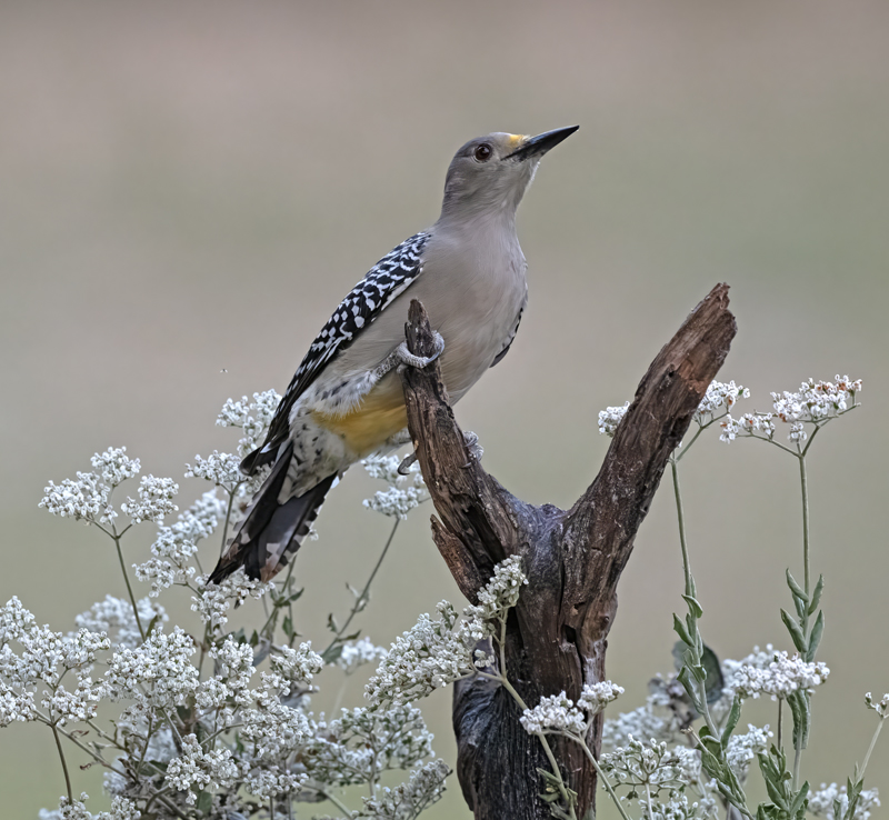 Golden-fronted_Woodpecker_24_TX_L_010